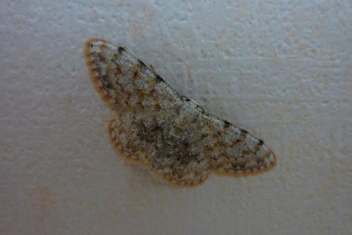 Réf. 185 575 : Scopula rufomixtaria